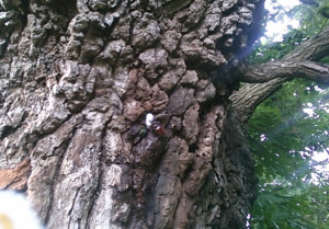 木についたカブトムシ